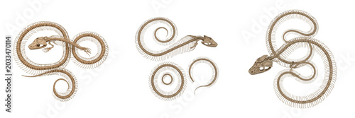 Bild auf Leinwand Python skeleton, Python bivittatus, coiled anatomy, realistic serpent bone struc
