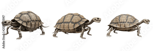 Tortoise skeleton, Testudo graeca, heavy shell anatomy, side profile layout, Testudinidae cryptodira testudines osteology, dome carapace ventral plastron fused ribs vertebral framework layout
