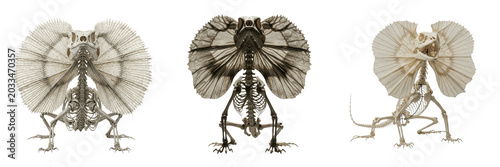 Foto Frilled lizard skeleton, Chlamydosaurus kingii, dramatic neck structure anatomy,