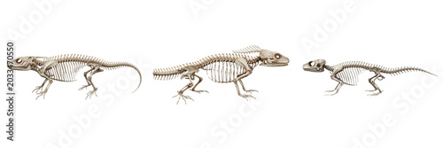Cuadro en lienzo Newt skeleton, Triturus cristatus, side profile anatomy, tiny vertebrae detail,