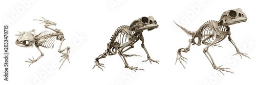 Foto Toad skeleton, Bufo bufo, crouched posture, realistic amphibian osteology, Bufon