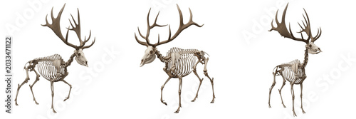 Photos Irish elk skeleton, Megaloceros giganteus, gigantic antler structure detailed, C