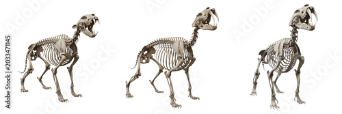 Fotografía Smilodon skeleton, Smilodon fatalis, roaring pose, prehistoric cat anatomy, Mach