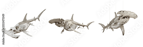 Fotografie Hammerhead shark skeleton, Sphyrna mokarran, unique skull structure anatomy, Sph