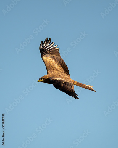 Whistling kite soaring against clear blue sky