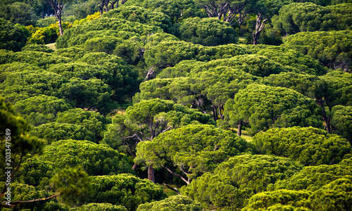Lush dense forest consisting of beautifully rounded umbrella pine trees on a hillside