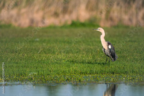 White-faced heron standing in wetland grass beside calm water