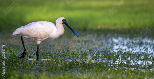 Royal spoonbill wading through shallow wetland water