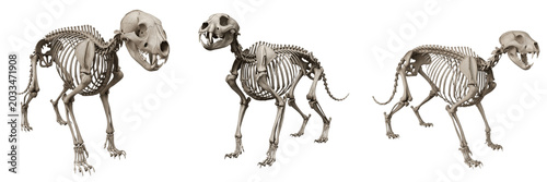 Bild auf Leinwand Cougar skeleton, Puma concolor, muscular cat bone anatomy, Felidae puma pumaine