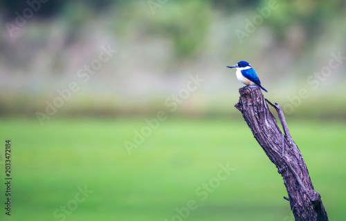 Sacred kingfisher perched on tall weathered branch