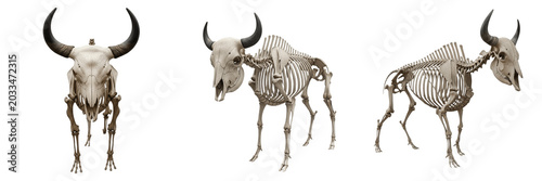 Photos Bison skeleton, Bison bison, huge horn skull anatomy, realistic osteology model,