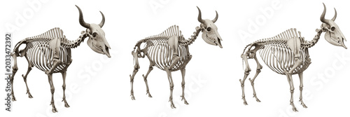 Yak skeleton, Bos mutus, mountain bovine anatomy, detailed rib cage, Bovidae artiodactyl ruminant livestock osteology, cold adaptation high rib count skeletal framework orientation profile chart