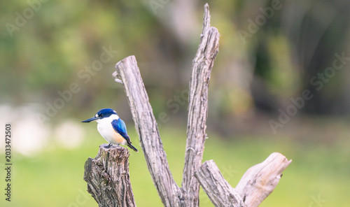 Sacred kingfisher perched among weathered branches
