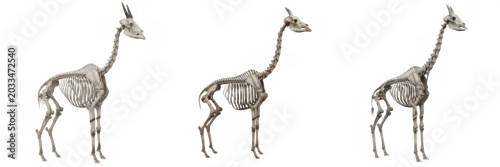 Obraz Okapi skeleton, Okapia johnstoni, giraffe relative anatomy, long neck bones, Giraffidae giraffoid artiodactyl osteology, modified cervical vertebrae cranial ossicones skeletal framework format card