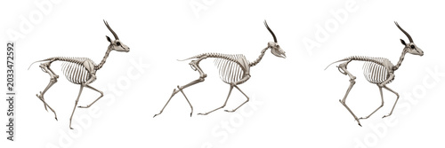 Foto Gazelle skeleton, Gazella dorcas, running pose, lightweight limb anatomy, Bovida