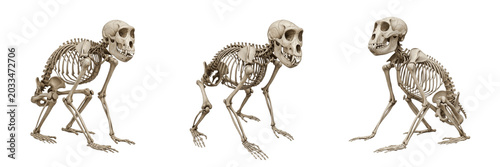Fotografía Macaque skeleton, Macaca mulatta, crouching pose anatomy, detailed primate skull