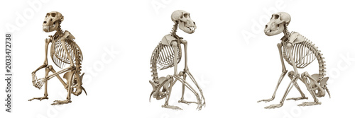 Photos Baboon skeleton, Papio anubis, seated pose, primate skeletal structure, Cercopit
