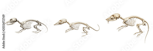 Tableau sur toile Shrew skeleton, Sorex araneus, tiny insectivore bone anatomy, Soricidae eulipoty
