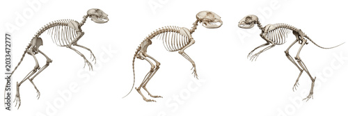 Foto Jerboa skeleton, Jaculus jaculus, long hind leg anatomy, desert rodent structure