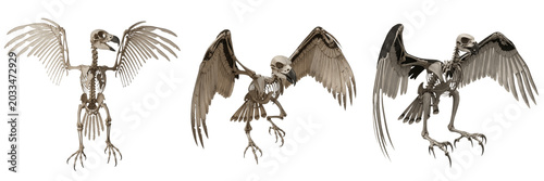 Photos Harpy eagle skeleton, Harpia harpyja, giant talon anatomy, wings spread, Accipit