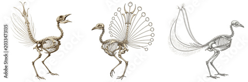 Photos Lyrebird skeleton, Menura novaehollandiae, decorative tail bone anatomy, Menurid