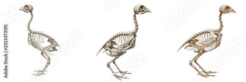 Canvastavla Quail skeleton, Coturnix coturnix, ground bird anatomy, realistic details, Phasi