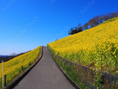 the beautiful canola flower garden