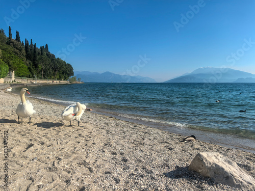 Foto White swans on the pebble beach of Lake Garda