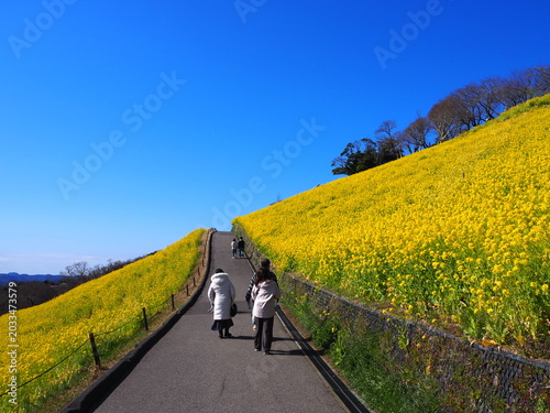 the beautiful canola flower garden