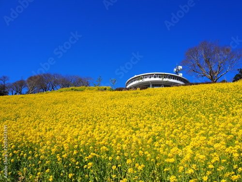 the beautiful canola flower garden