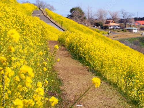 the beautiful canola flower garden