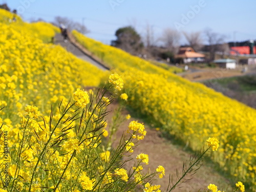 the beautiful canola flower garden