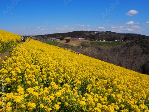 the beautiful canola flower garden