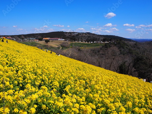 the beautiful canola flower garden