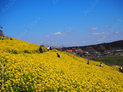 the beautiful canola flower garden