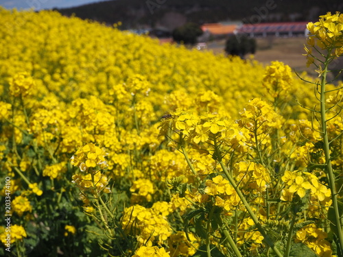 the beautiful canola flower garden