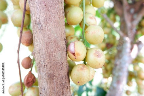 Close Up Burmese Grape Fruits Among Green Leaves