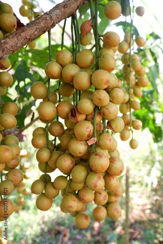 Ripe Burmese Grape Cluster Growing in Natural Garden