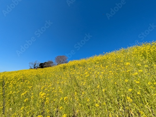 the beautiful canola flower garden