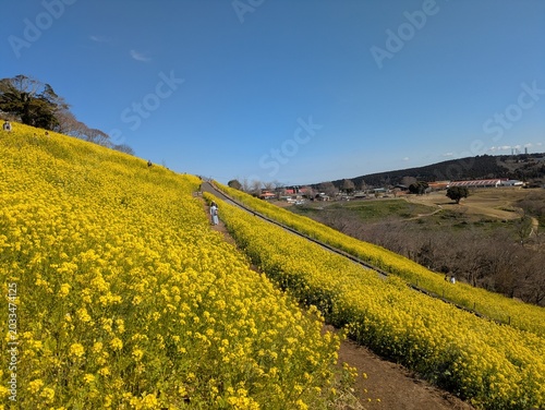 the beautiful canola flower garden