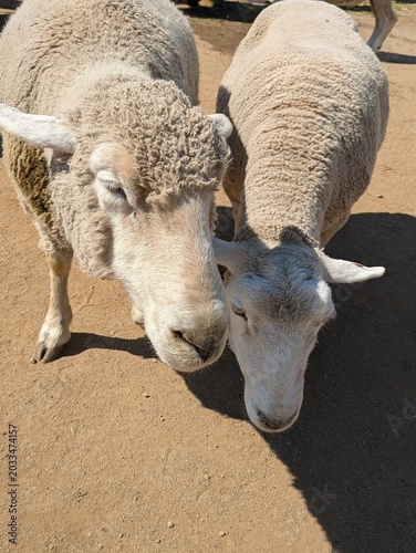 Friendly sheep on the farm
