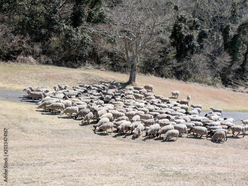 the sheep show featuring sheepdogs and sheep