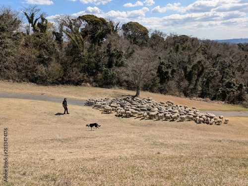 the sheep show featuring sheepdogs and sheep