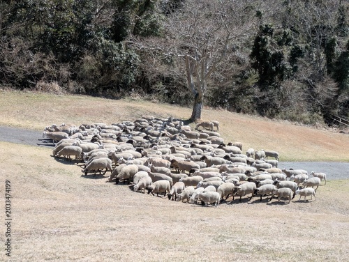 the sheep show featuring sheepdogs and sheep