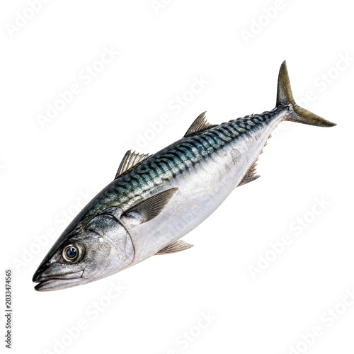 고등어 Mackerel