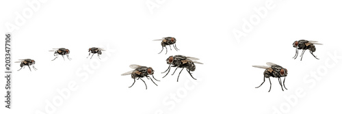 Bild auf Leinwand Swarm of houseflies buzzing around, Musca domestica, Muscidae family, synanthrop