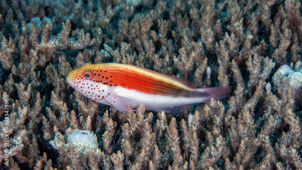 Obraz premium Freckled Hawkfish (Paracirrhites forsteri), reefs of Sipadan Island, Sabah, Malaysia, Borneo