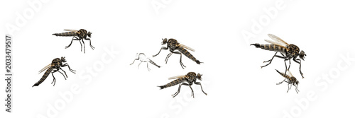 Tableau sur toile Swarm of robber flies in motion, Asilus crabroniformis, Asilidae family, predato