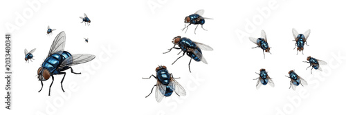 Foto Swarm of blue bottle flies, Calliphora vomitoria, Calliphoridae family, metallic