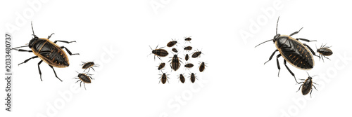Swarm of water bugs, Belostoma flumineum, Belostomatidae family, giant water bug predatory aquatic heteroptera swimming, raptorial forelegs clasp, freshwater pasture pond indicator chart